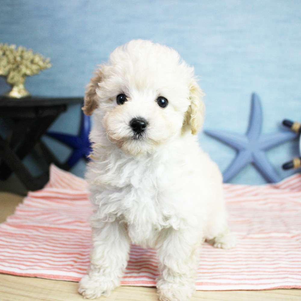 カコで生まれた子犬に名前がつきました！